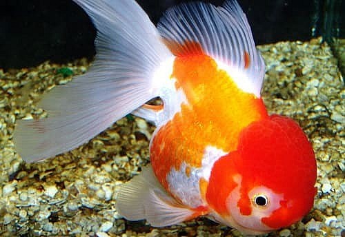Cá vàng đầu lân sống trong môi trường nước ngọt với nhiệt độ ấm áp. Cá vàng đầu lân sống trong môi trường nước ngọt với nhiệt độ ấm áp.