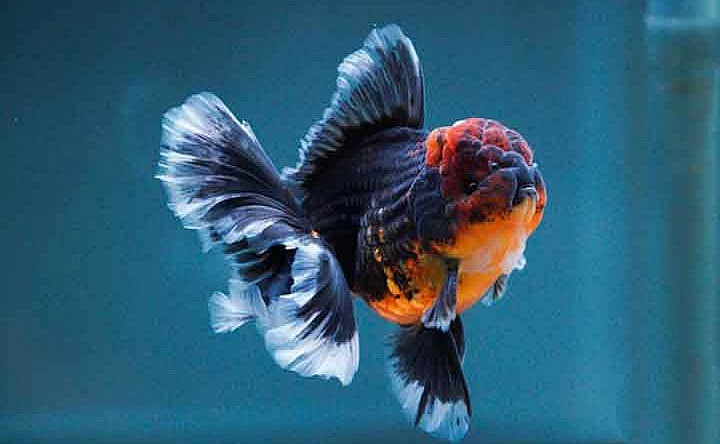 Một ưu điểm nổi bật của cá ba đuôi đầu lân có thể sống từ 10 đến 15 năm. Một ưu điểm nổi bật của cá ba đuôi đầu lân có thể sống từ 10 đến 15 năm.