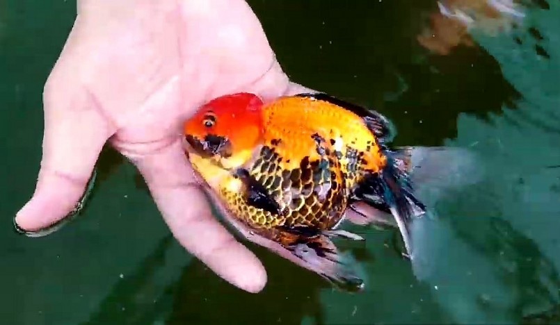 Nhờ nhanh nhạy nắm bắt xu hướng chơi cá kiểng, nhiều nông dân đã thu về tiền tỷ từ cá ba đuôi đầu lân vảy rồng. Nhờ nhanh nhạy nắm bắt xu hướng chơi cá kiểng, nhiều nông dân đã thu về tiền tỷ từ cá ba đuôi đầu lân vảy rồng.