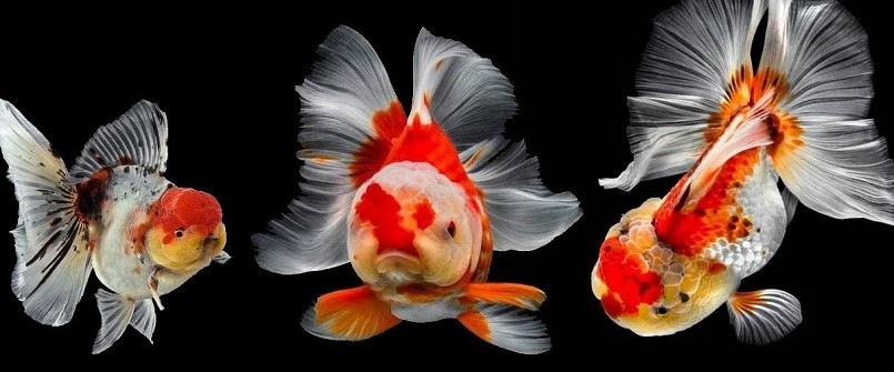 Loài cá ba đuôi đầu lân vảy rồng luôn thu hút sự quan tâm của người chơi cá kiểng. Loài cá ba đuôi đầu lân vảy rồng luôn thu hút sự quan tâm của người chơi cá kiểng.