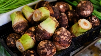 Siêu thực vật có củ là khắc tinh của ung thư, tiểu đường, cứ trồng là lên nông dân thu về trăm triệu