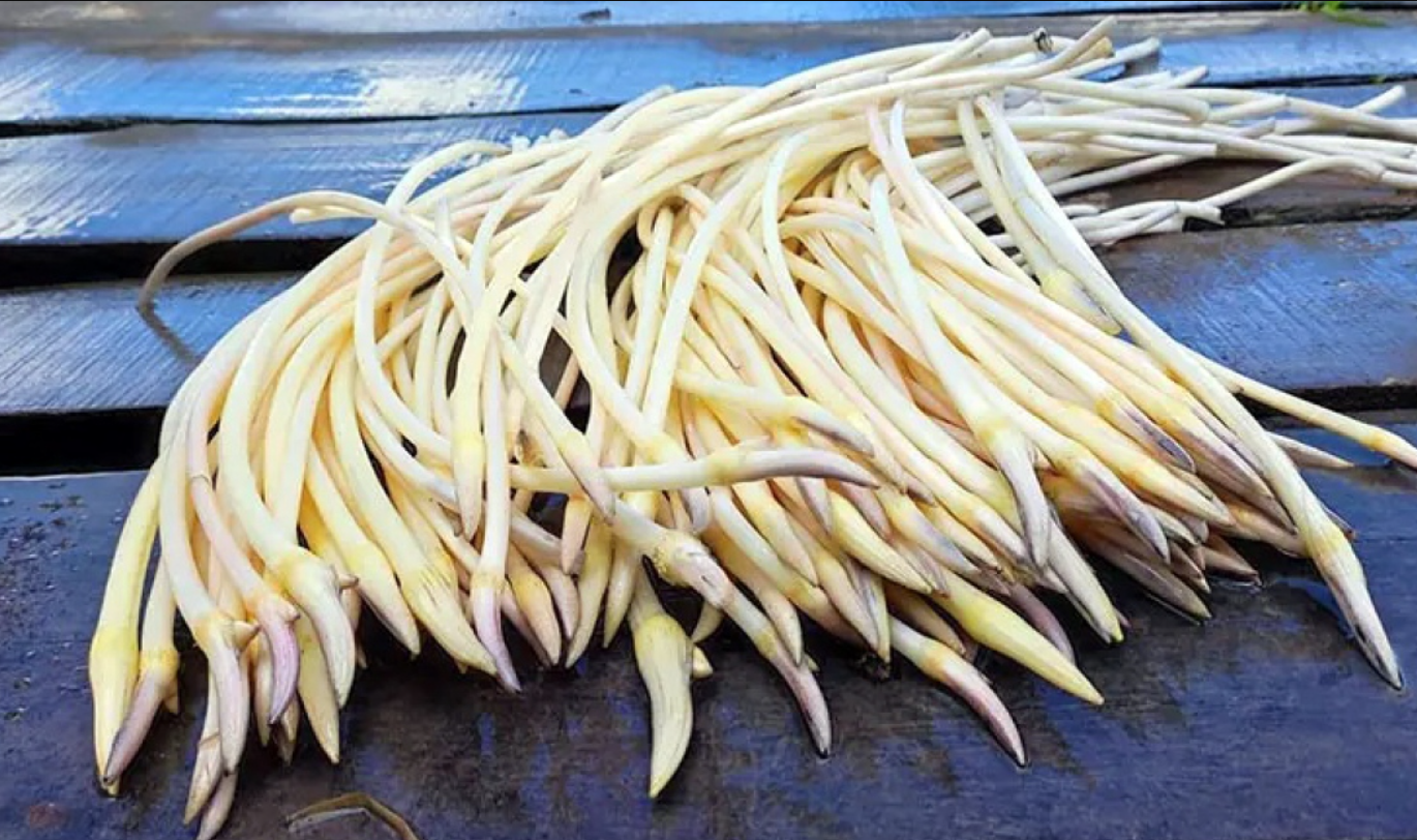 Ngó sen trắng ngần Ngó sen trắng ngần