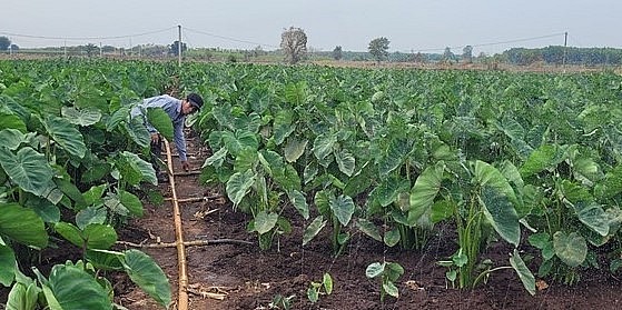 Anh Lê Ngọc Hiền, xã Láng Dài, huyện Đất Đỏ (Bà Rịa-Vũng Tàu) chăm sóc vườn khoai môn của gia đình. Anh Lê Ngọc Hiền, xã Láng Dài, huyện Đất Đỏ (Bà Rịa-Vũng Tàu) chăm sóc vườn khoai môn của gia đình.