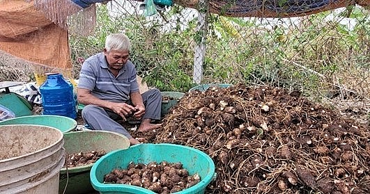 Ông Lê Thanh Hải, ngụ xã Láng Dài, huyện Đất Đỏ (Bà Rịa-Vũng Tàu) phân loại khoai môn theo kích cỡ để bán cho thương lái. Ông Lê Thanh Hải, ngụ xã Láng Dài, huyện Đất Đỏ (Bà Rịa-Vũng Tàu) phân loại khoai môn theo kích cỡ để bán cho thương lái.