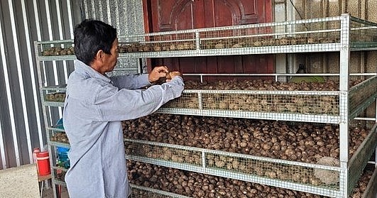 Nhiều hộ dân ở xã Láng Dài thu lợi nhuận trăm triệu đồng mỗi vụ khoai môn. Nhiều hộ dân ở xã Láng Dài thu lợi nhuận trăm triệu đồng mỗi vụ khoai môn.