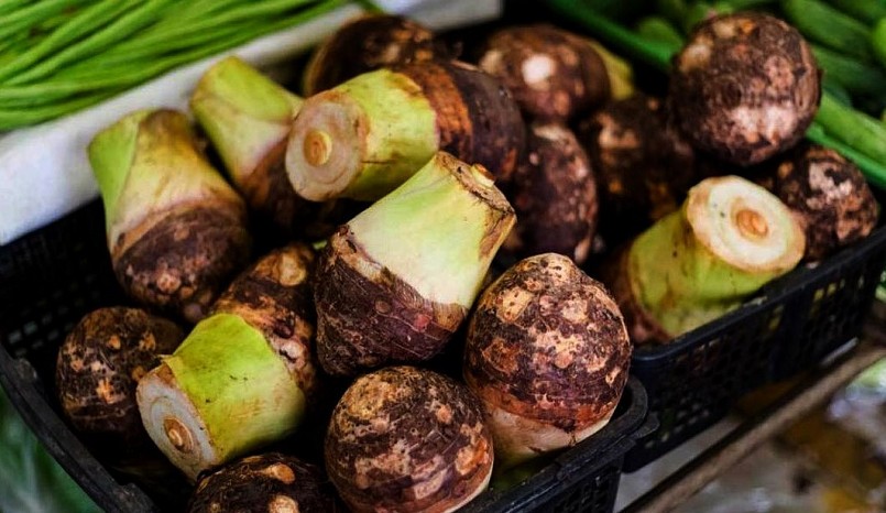 Siêu thực vật khoai môn dễ trồng, củ có tác dụng ngừa ung thư và tiểu đường. Siêu thực vật khoai môn dễ trồng, củ có tác dụng ngừa ung thư và tiểu đường.