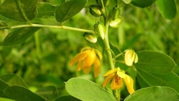 Loại cây mọc dại được nhiều người lấy hạt về nấu nước uống thay trà lại là dược liệu quý chữa bách bệnh