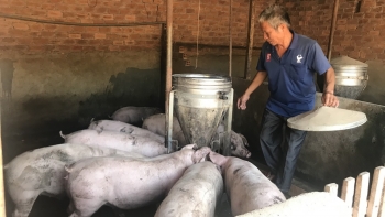 Giá heo hơi hôm nay (19/3) bật tăng kỳ vọng đỉnh giá mới, vì sao người nuôi khó xuất chuồng?