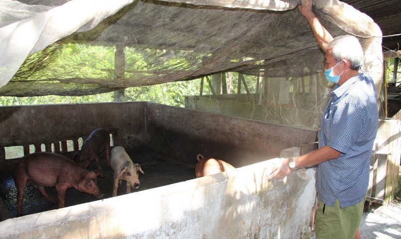 Giá heo hơi giảm thời gian gần đây là do nguồn cung trong nước vẫn dồi dào.