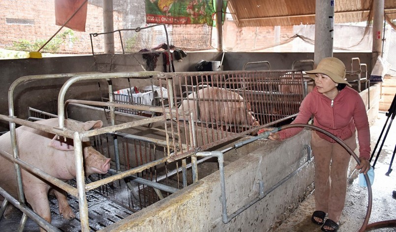 Tại miền Bắc, giá heo hơi trong phiên cuối tuần tăng đến 3.000 đồng/kg tại một số địa phương.