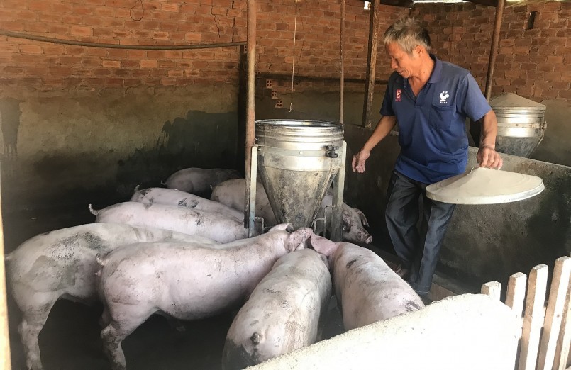 Giá heo hơi hôm nay (19/3) khép lại phiên cuối tuần với đà tăng đồng loạt ở các địa phương.