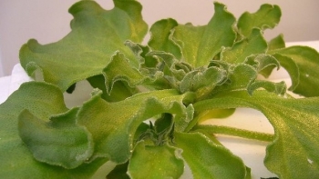 Sửng sốt trước vẻ đẹp của cây phát sáng như băng tuyết, Việt Nam chỉ có một nơi trồng, giá lên đến 7 triệu đồng/kg