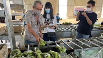 Lãi gần 4 tỷ đồng mỗi ngày nhờ trồng chuối, chuyện thật như đùa