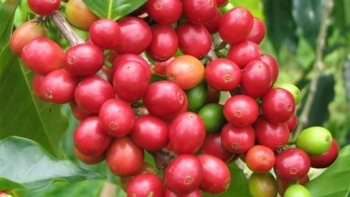 Giá nông sản hôm nay (19/3) cà phê chạm đáy 46, hồ tiêu kỳ vọng duy trì đà tăng