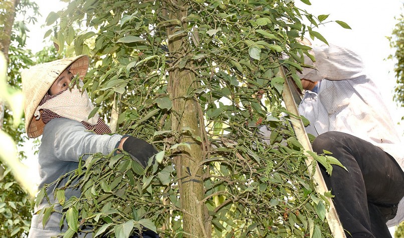 Giá nông sản hôm nay (19/3), sản lượng hồ tiêu của Việt Nam năm 2023 tăng khoảng 5% so với 2022.