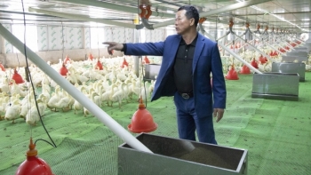 Trại vịt vạn con chỉ cần một người trông thu tiền tỷ mỗi tháng, bí quyết từ chiếc điện thoại