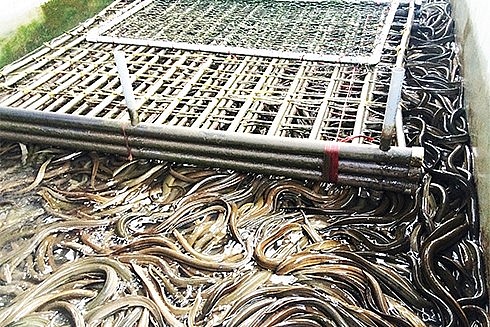 Nuôi lươn không bùn mang lại lợi nhuận cao Nuôi lươn không bùn mang lại lợi nhuận cao