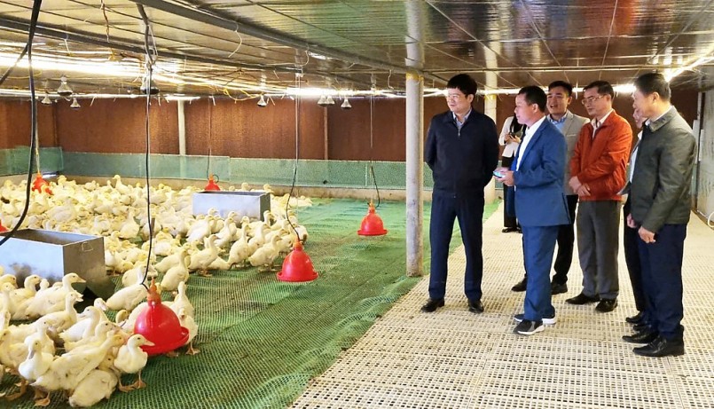 Trại vịt thông minh trong chuồng lạnh của ông Cường được đánh giá cao.