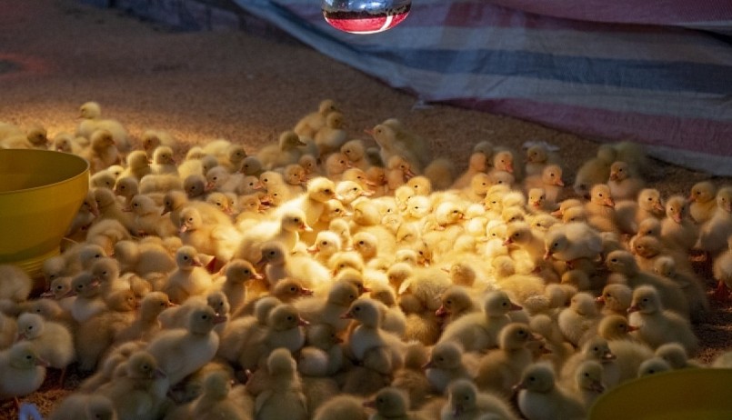 Máy ấp nở con giống giúp giảm rất nhiều chi phí nhập từ bên ngoài, đảm bảo sức khỏe cho đàn vịt.