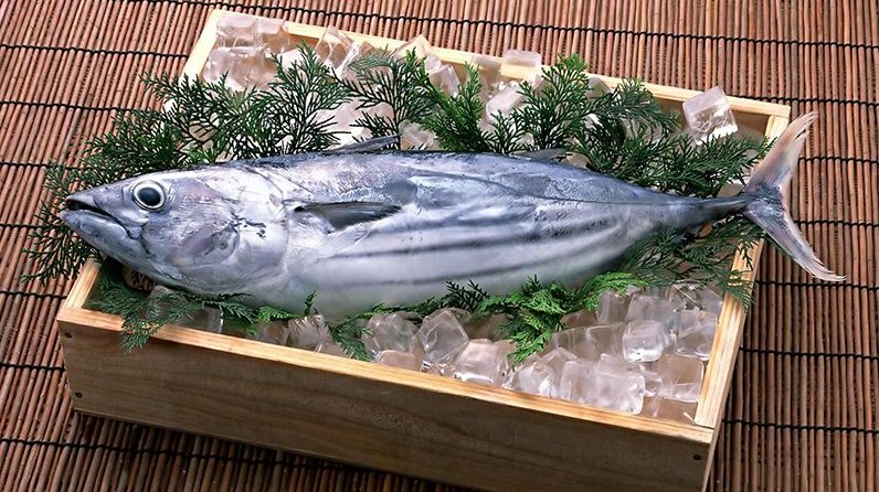 Xuất khẩu cá ngừ đông lạnh sang Nhật Bản tăng gấp 3 lần