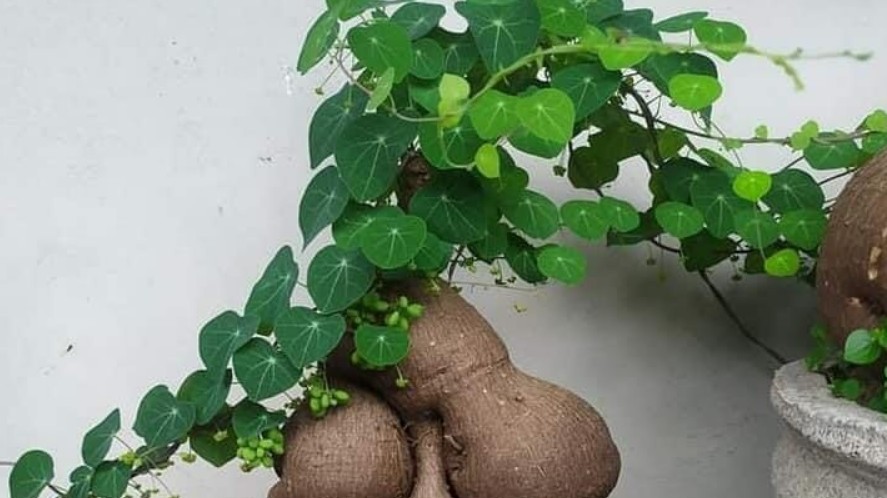 4 loại cây dễ chăm sóc “phố thị” nhà nào cũng nên trồng, vừa trấn trạch vừa gọi tài lộc vào nhà