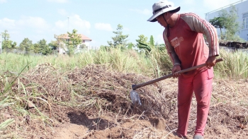 Loài cỏ dại xưa cho bò ăn, nay người dân đi đào rễ bán 20.000/kg kiếm tiền triệu mỗi ngày