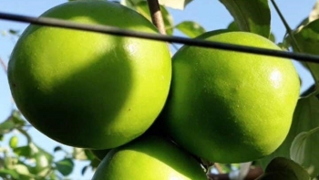 Trồng táo đặc sản tên đã ngọt lịm, cử nhân Bắc Giang bất ngờ thu lãi 2 tỷ/năm