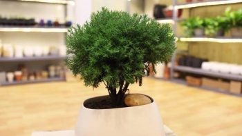 Loại cây cảnh trang trí mang ý nghĩa phong thuỷ, để trong nhà lại có tác dụng kỳ diệu