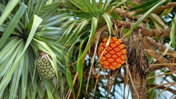 Tác dụng của cây dứa dại