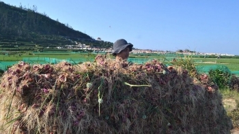 Trồng cây bán được cả lá lẫn củ, thương lái hốt ngay tại ruộng giá 27.000 đồng/ kg, nông dân lãi gần 300 triệu đồng một ha