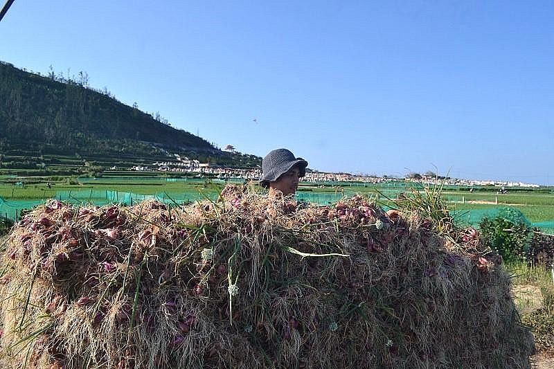 Hành Tím Lý Sơn Đặc Sản Nổi Tiếng Quảng Ngãi Hành Tím Lý Sơn Đặc Sản Nổi Tiếng Quảng Ngãi