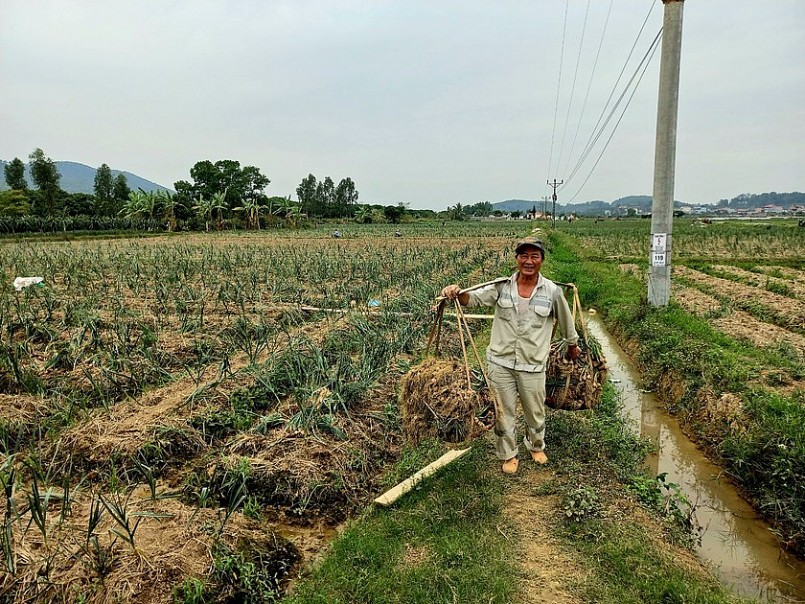 Người dân phấn khởi khi hành, tỏi năm nay được giá. Người dân phấn khởi khi hành, tỏi năm nay được giá.
