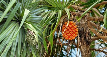 Tác dụng của cây dứa dại