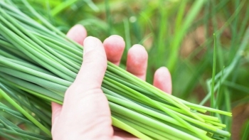 Loại "rau trường thọ" bán rẻ bèo ở chợ Việt nhưng ít người mua, người Nhật rất thích ăn