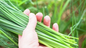 Loại "rau trường thọ" bán rẻ bèo ở chợ Việt nhưng ít người mua, người Nhật rất thích ăn