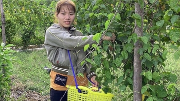Trồng cây xưa lấy bóng mát hương thơm, nay hái hoa bán đắt như tôm tươi, nhà nông thu tiền triệu mỗi ngày