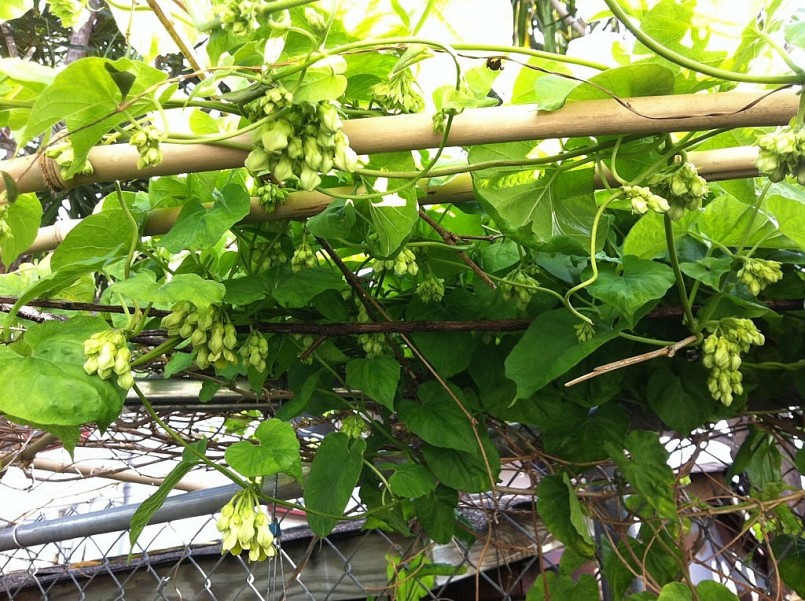 Cây hoa thiên lý là một loại cây thân leo