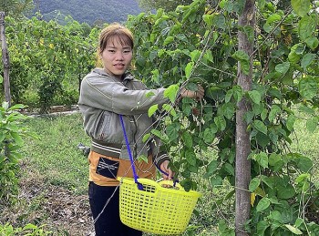 Trồng cây xưa lấy bóng mát hương thơm, nay hái hoa bán đắt như tôm tươi, nhà nông thu tiền triệu mỗi ngày