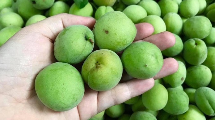Mơ xanh đầu mùa 7 phần chua 3 phần chát xuống phố, giá 100.000 đồng/kg vẫn được săn lùng