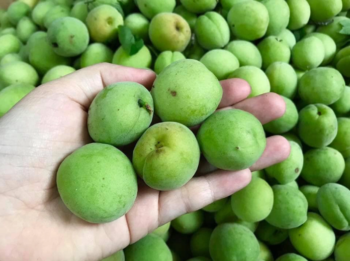 Mơ đầu mùa giá cao vẫn được săn lùng