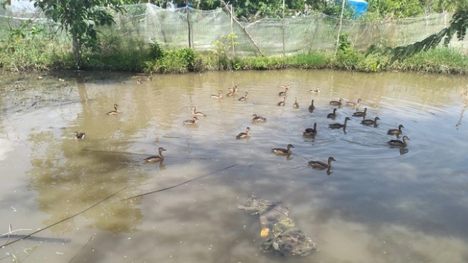 Nuôi con đặc sản bay giỏi bơi tài, cho ăn rau củ rẻ tiền, 3 tháng bán 240.000 đồng/con thu nhập hàng trăm triệu