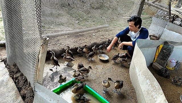 Anh Phan Văn Sơn chăm sóc đàn le le Anh Phan Văn Sơn chăm sóc đàn le le