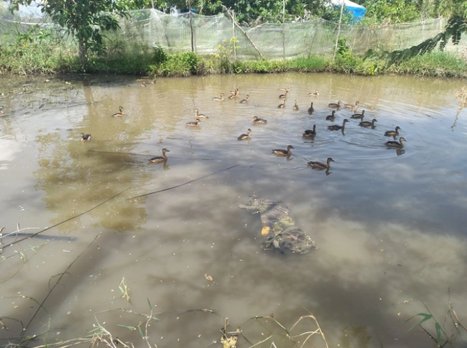 Mô hình nuôi le le của ông Sang Mô hình nuôi le le của ông Sang