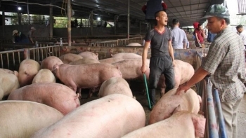 Giá heo hơi hôm nay (20/3)  kịch trần 51.000 đồng/kg, giảm thuế có cứu được người chăn nuôi?