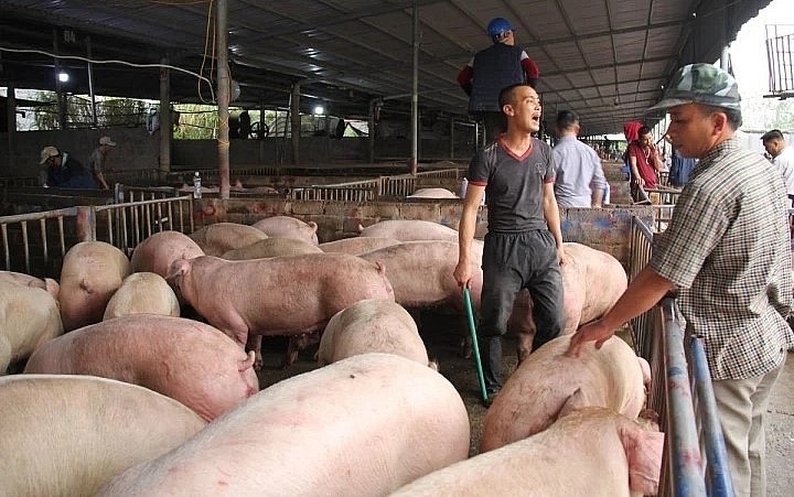 Giá heo hơi hôm nay (20/3) lặng sóng trên cả nước khi giá dao động quanh mức 47.000 - 51.000 đồng/kg. 