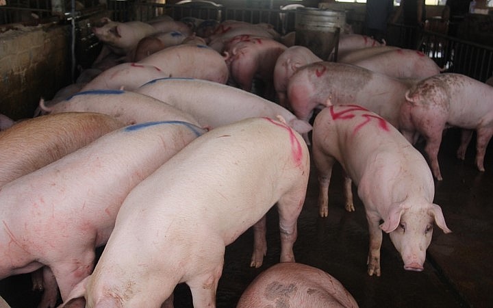 Giá heo hơi hôm nay (20/3) giảm mạnh và duy trì ở mức thấp khiến người nuôi heo thua lỗ nặng.