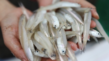 Ngư dân rủ nhau đi hốt “lộc biển” to bằng ngón tay út, thu tiền triệu mỗi chuyến ra khơi