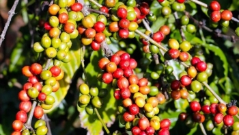 Giá nông sản hôm nay (20/3),  sắc đỏ bao trùm sàn kỳ hạn khi cà phê lao dốc, giá tiêu đứng vững mốc 66.500 đồng/kg