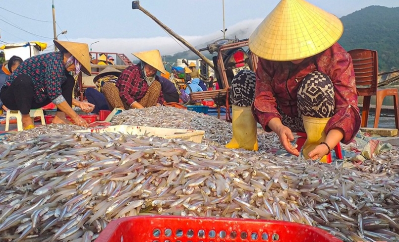 cá cơm được đánh bắt với sản lượng lớn