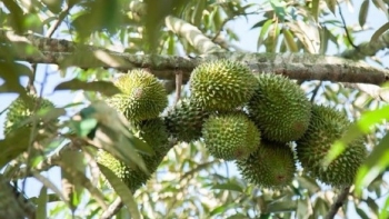 Ồ ạt trồng sầu riêng cả trên đất phèn, vì sao chuyên gia cảnh báo 'chỉ đi đến con đường phá sản'?